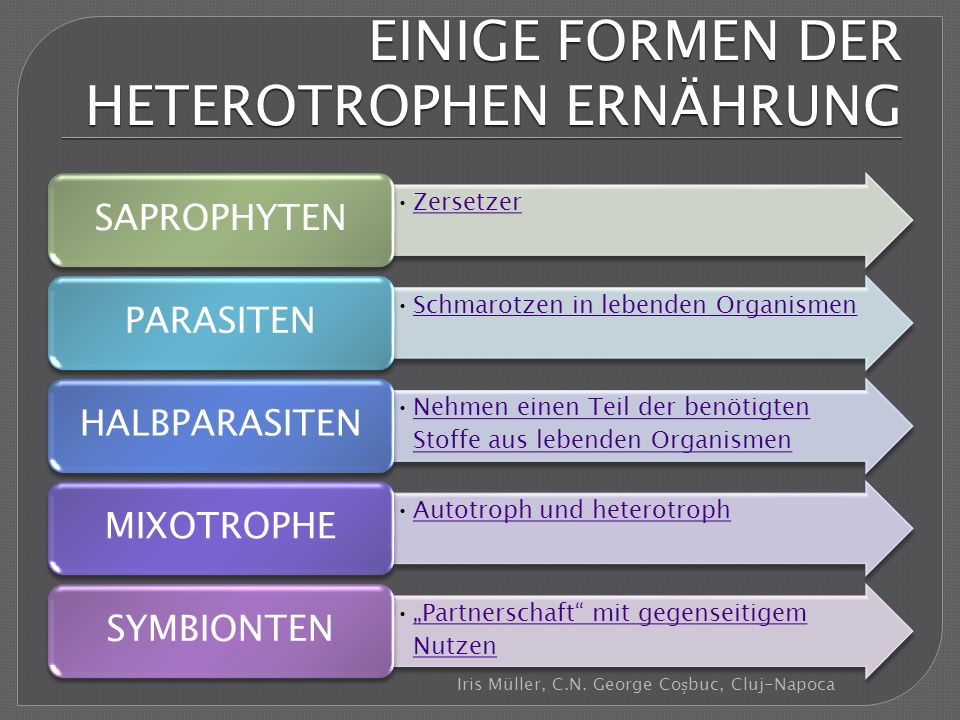 Warum kratzt sich im Anus die Würmer